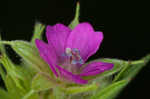 Cutleaf geranium